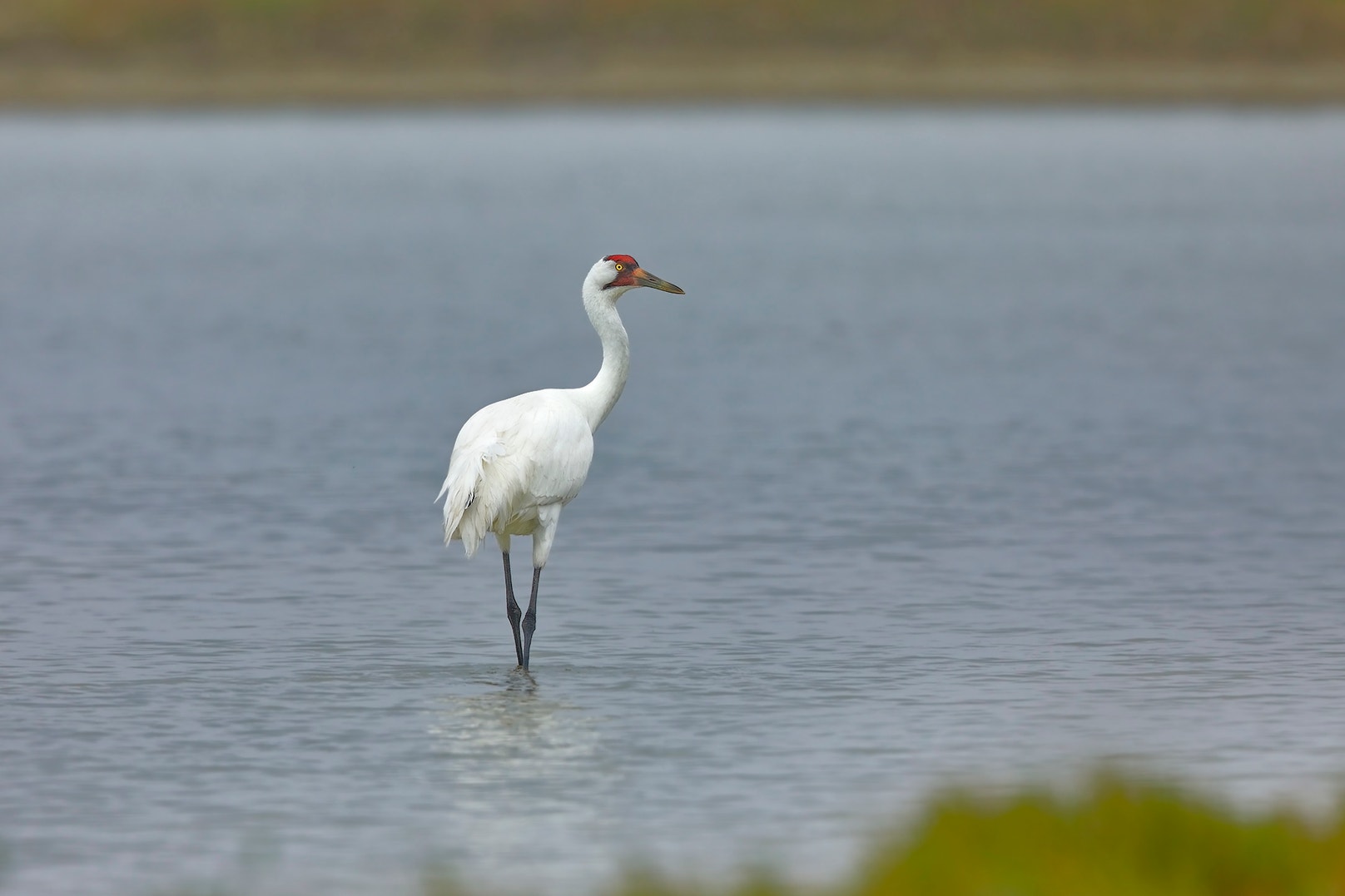 The Supreme Court s Overruling of Chevron Deference Audubon The Supreme Court s Overruling of Chevron Deference Audubon