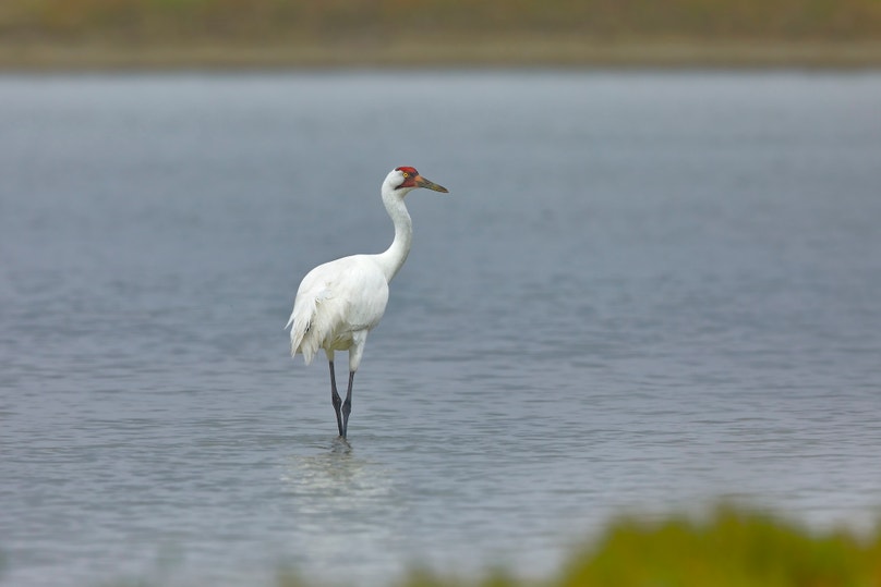 The Supreme Court s Overruling of Chevron Deference Audubon The Supreme Court s Overruling of Chevron Deference Audubon