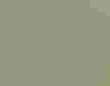 A drab white and brown bird stands on a branch giving side-eye.