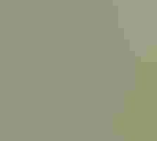 A drab white and brown bird stands on a branch giving side-eye.