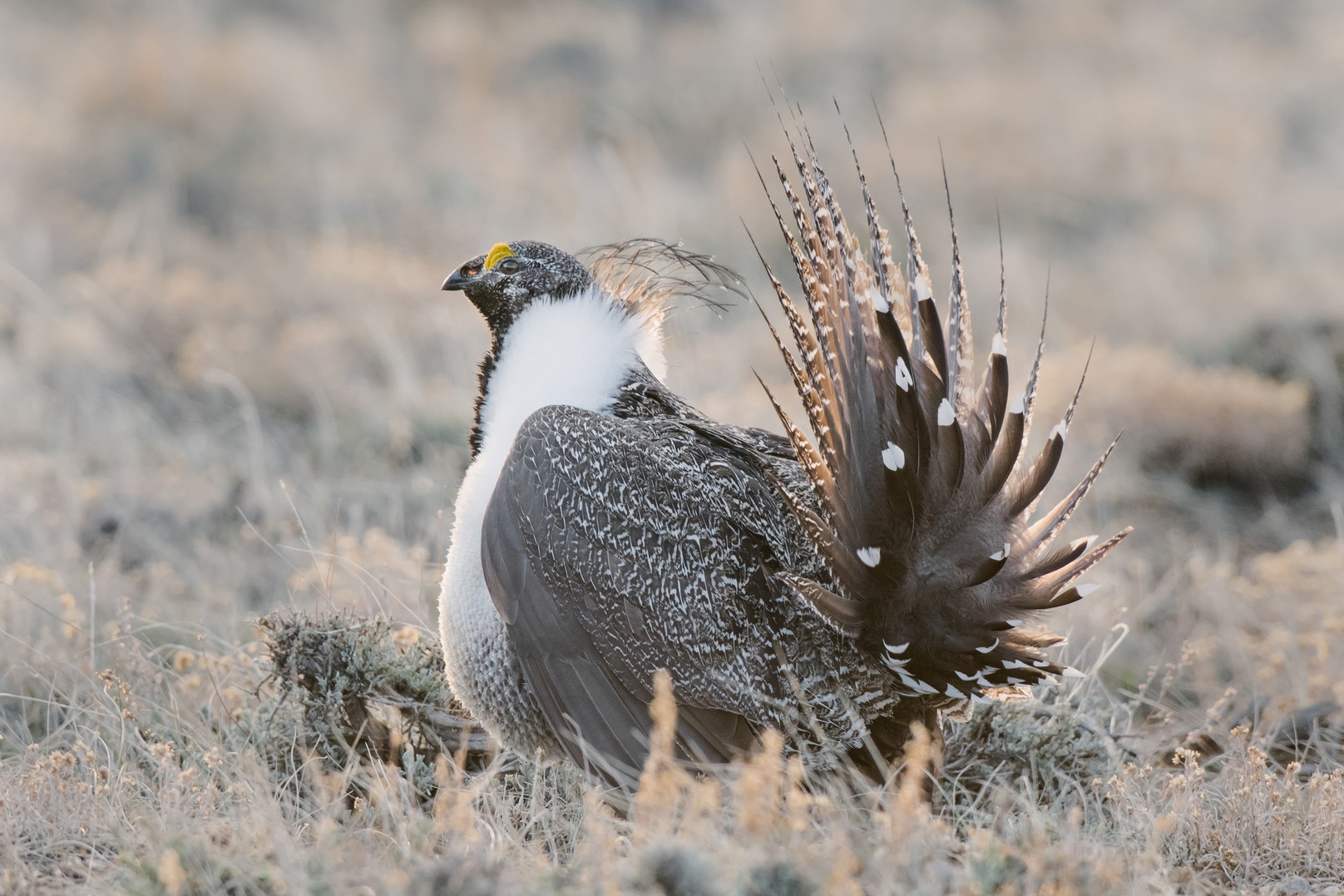 Can The Greater Sage Grouse Be Kept Off The Endangered Species List can-the-greater-sage-grouse-be-kept-off-the-endangered-species-list