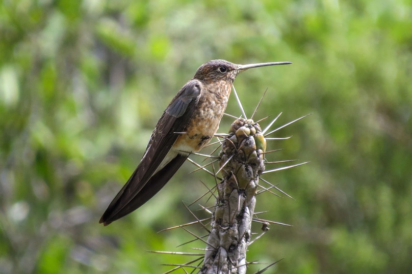 Large Size Hummingbirds Scientists Discover World's Largest Hummingbird Hiding in Plain Sight ...