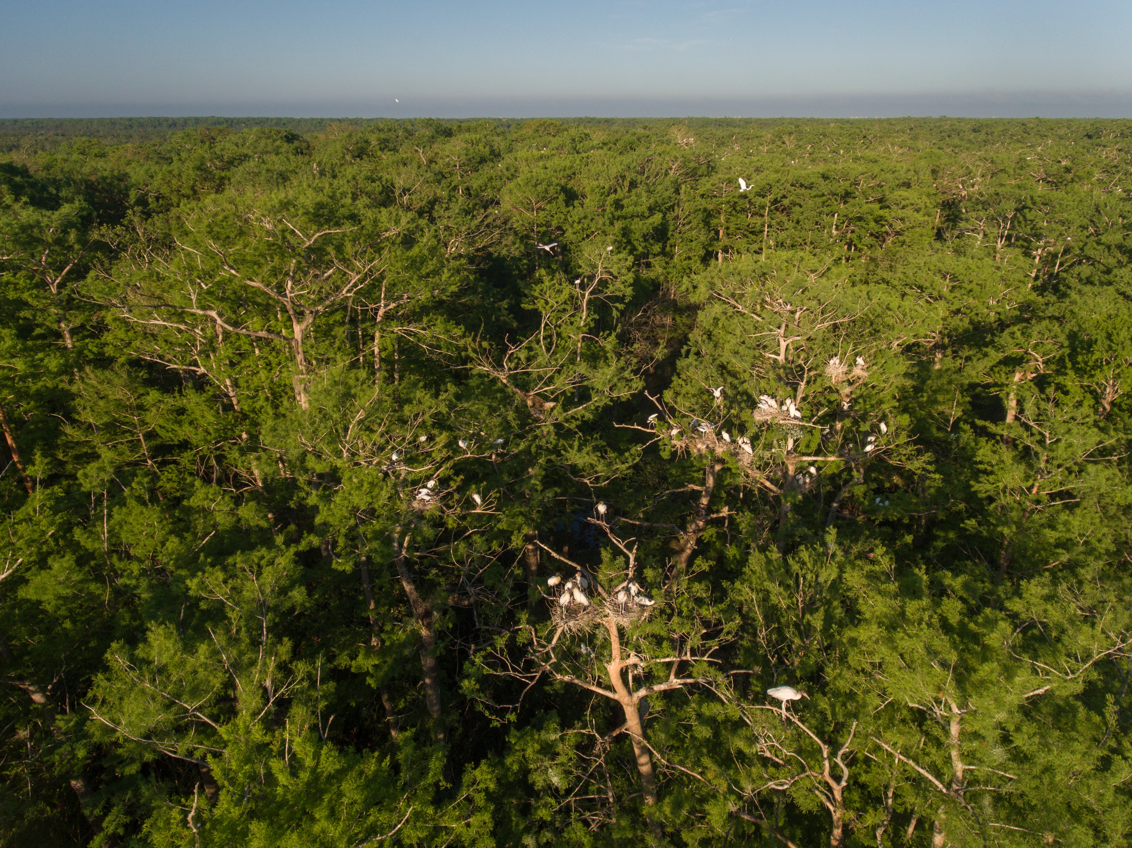 A vast forest stretches out to a pale blue horizon. In and amidst the trees are a few dozen Wood Storks.