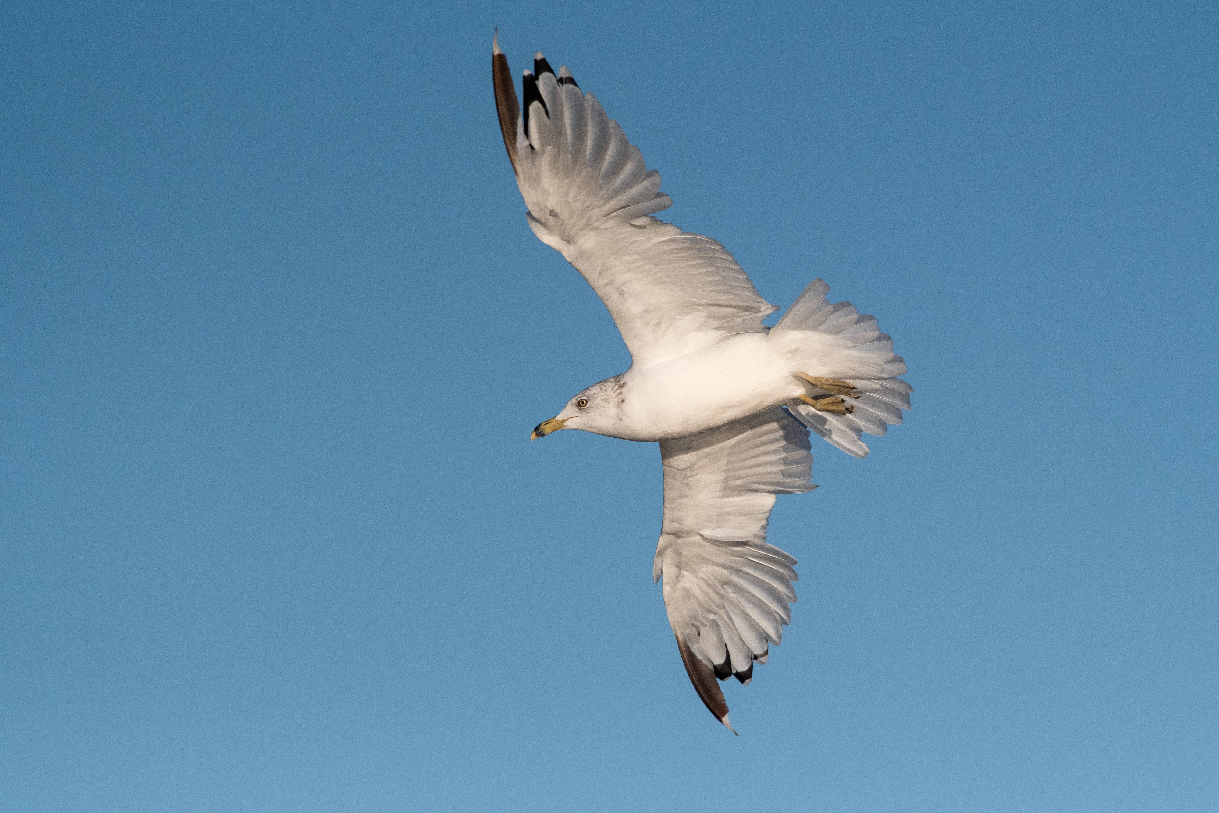 Ring-billed Gull in flight in a blue sky. 
