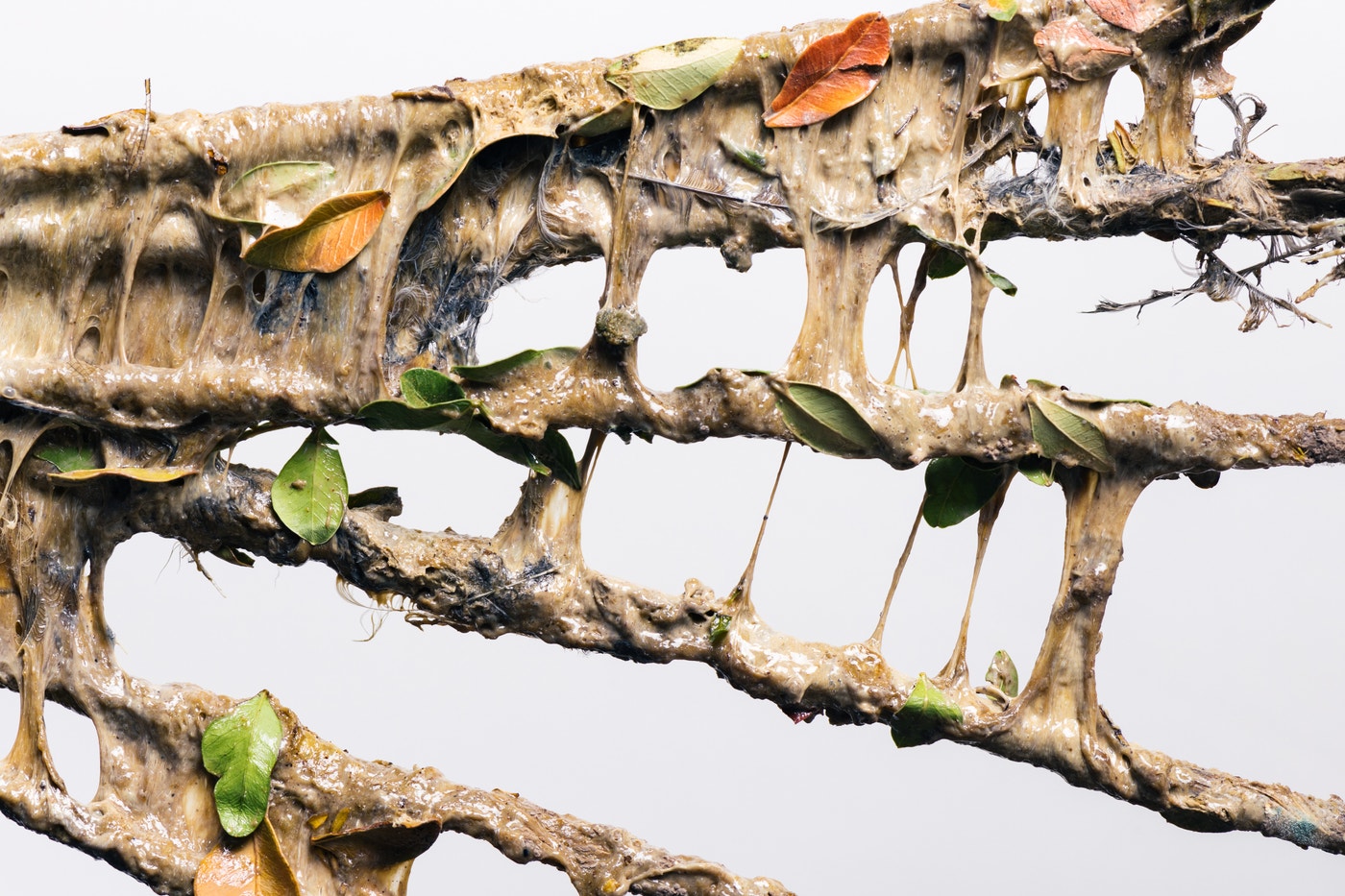 Poaching Insects Poaching Birds Is Big Money for the Mafia in Cyprus—but a Brave Few Are ...