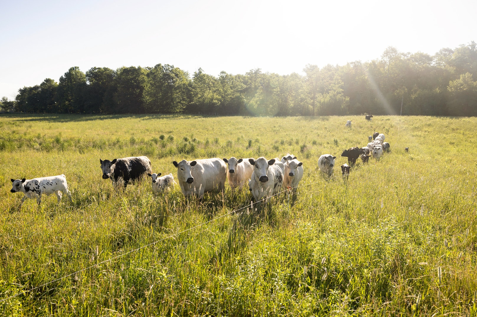 Conservation Ranching National Audubon Society Launches Conservation Ranching Program in ...