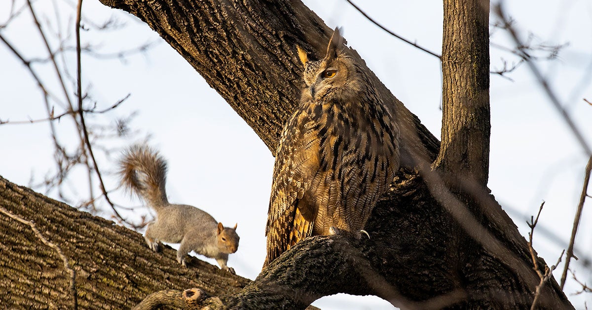 Bird of Passage: July 2024