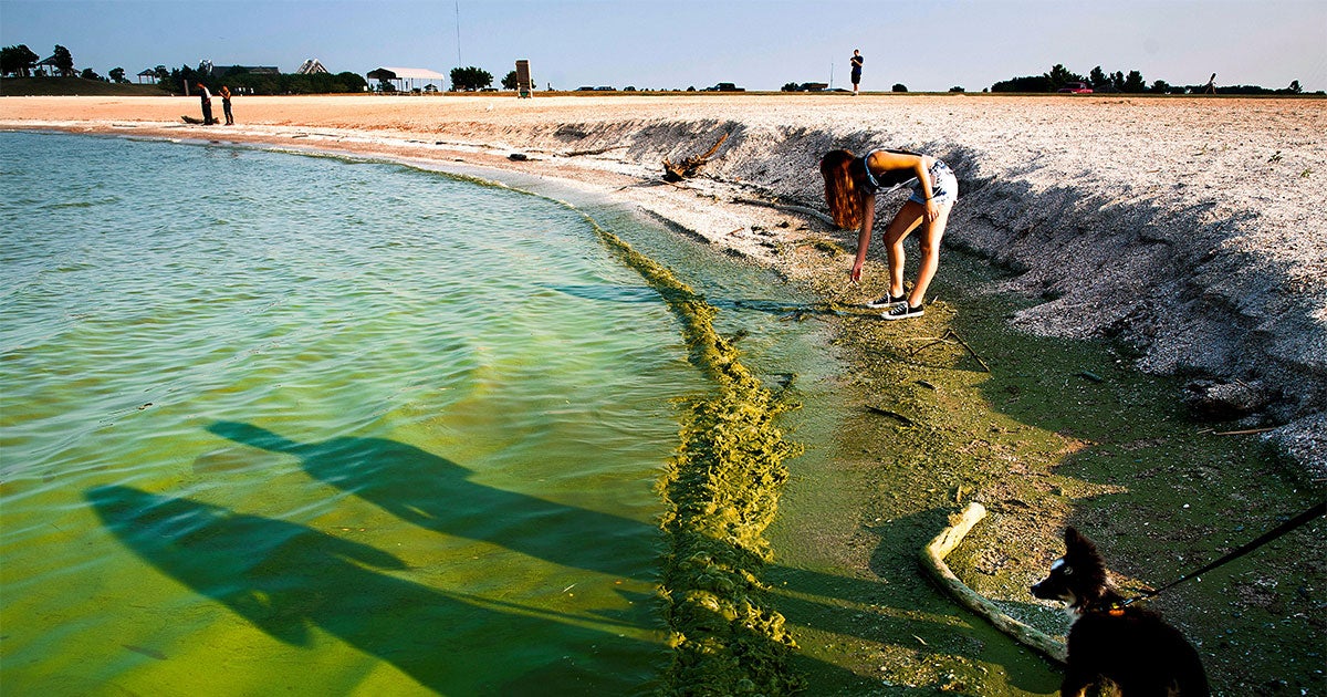 States Are Eyeing Bird-Friendly Wetlands to Help Rid the Great Lakes of