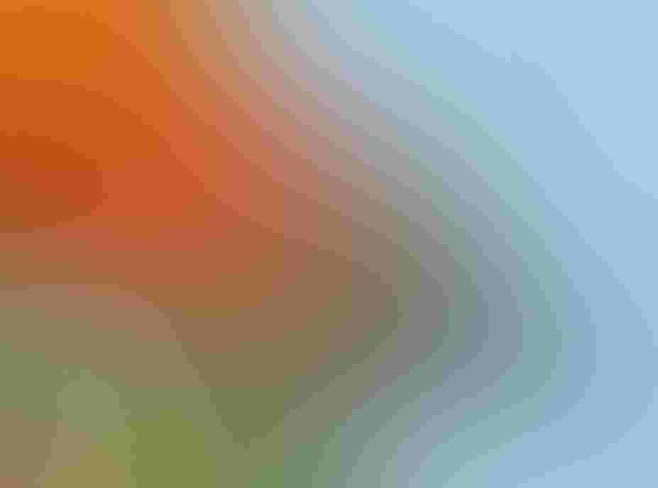 Ruby-throated Hummingbird. Photo: Patricia McGuire/Audubon Photography Awards