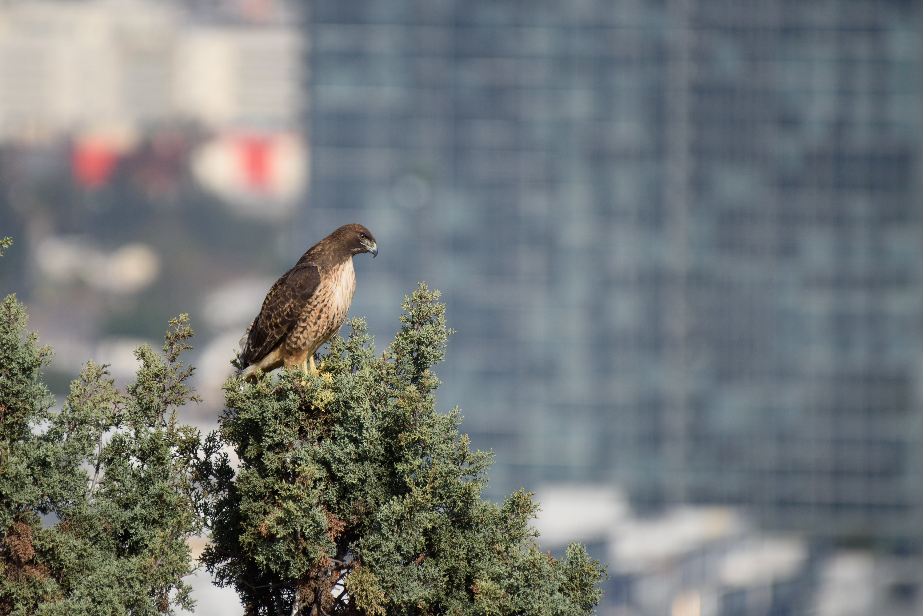 Large brown bird perched on a green tree branch with a city building in the background.