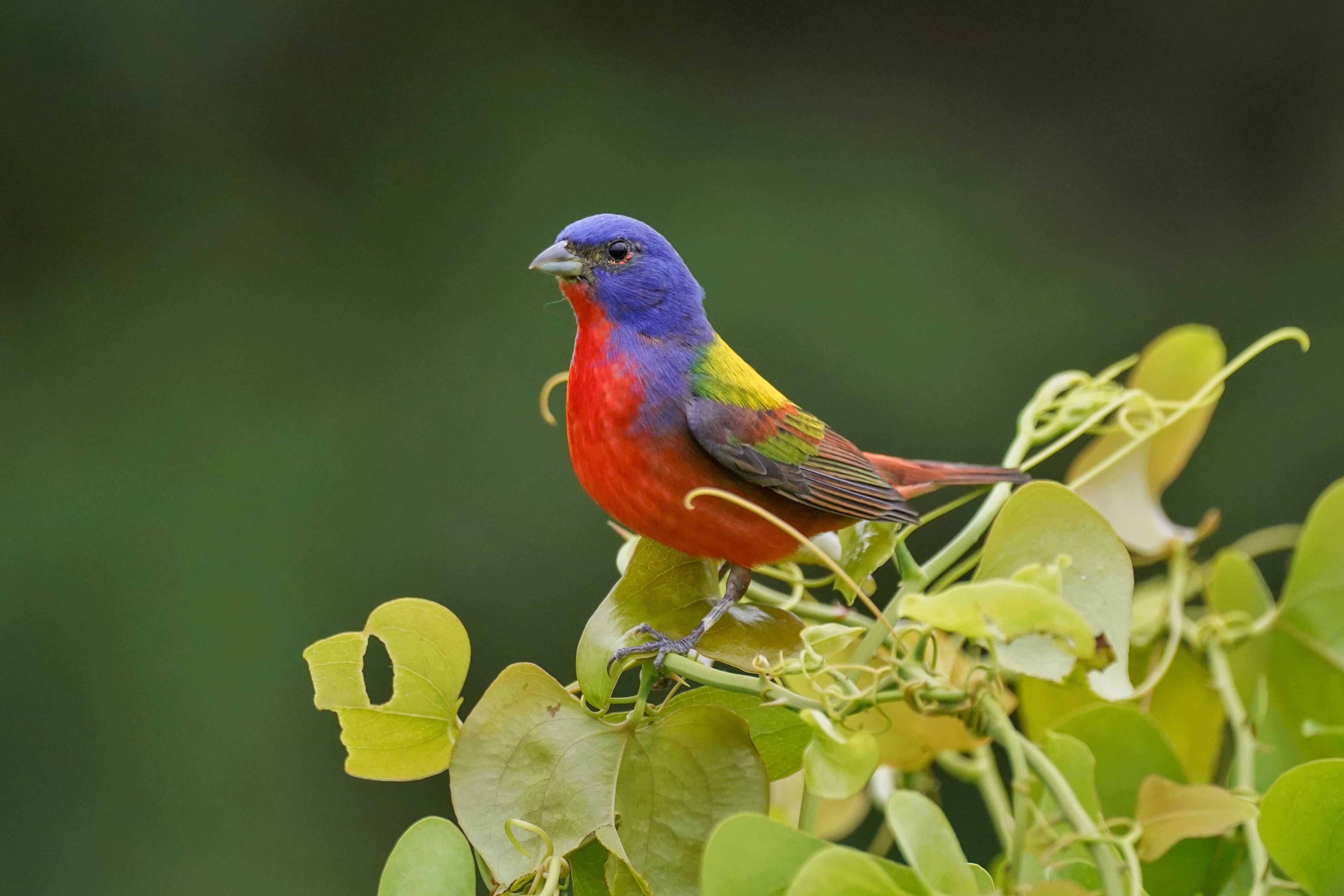 A colorful male Painted Bunting perched on a leafy vine.