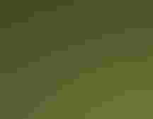 A colorful male Painted Bunting perched on a leafy vine.