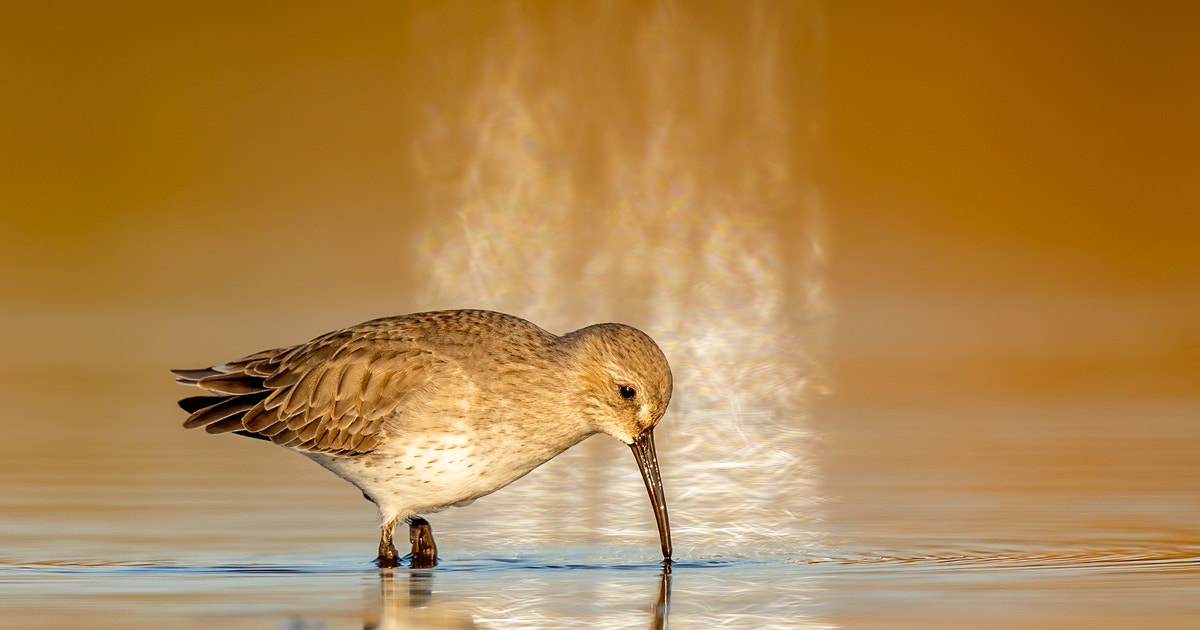 The Monumental Effort to Understand Migrating Shorebirds | Audubon