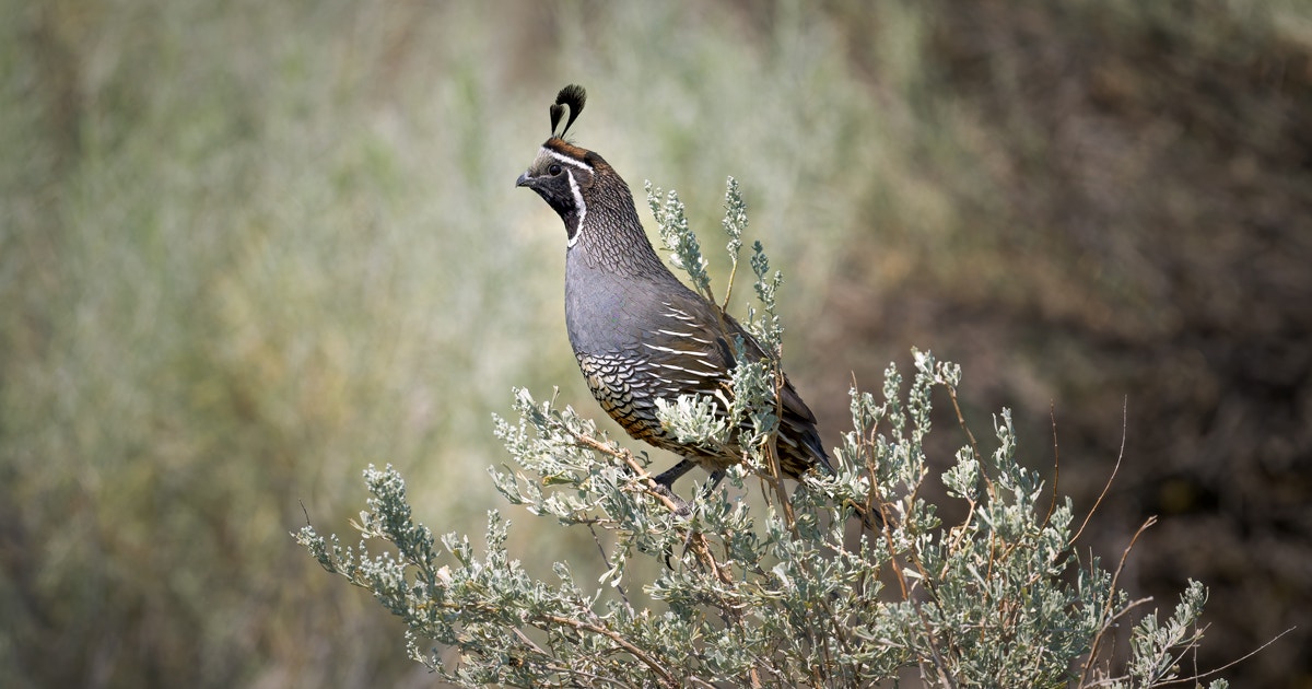 Calhoun Ranch Indio 3 Calhoun Sisters Ranch Earns Audubon Certification for Bird-Friendly ...