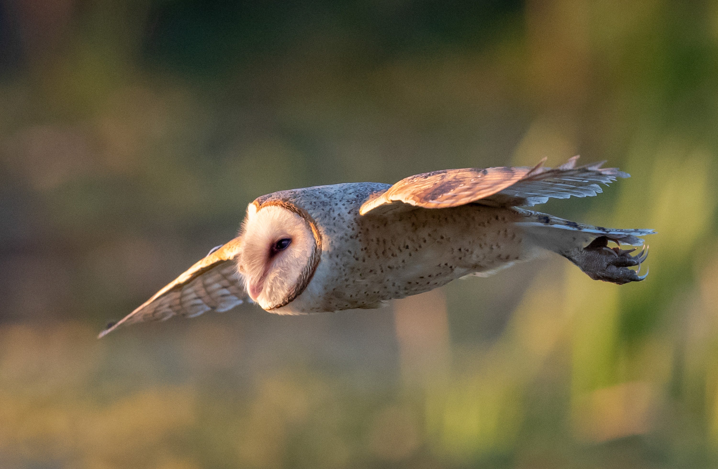 A Barn Owl in flight, its face lit with golden light.