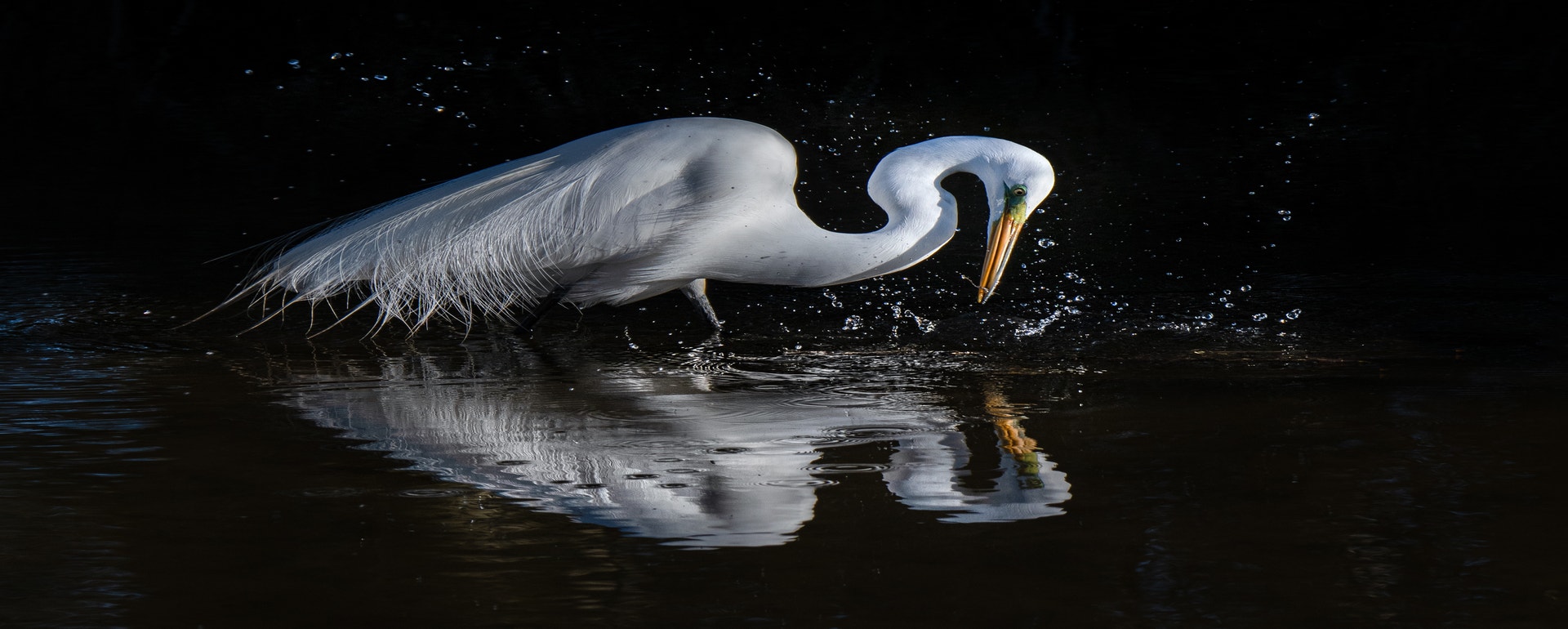 Great Egret. Photo: Edward Episcopo/Audubon Photography Awards A Great Egret stands in water looking down as water splashes around it.