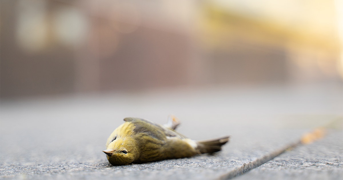 The Impact of Window Strikes on Bird Populations Is More Severe Than Previously Estimated