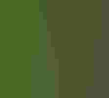 Small brown bird with a white stripe over its eye stands on a tree trunk