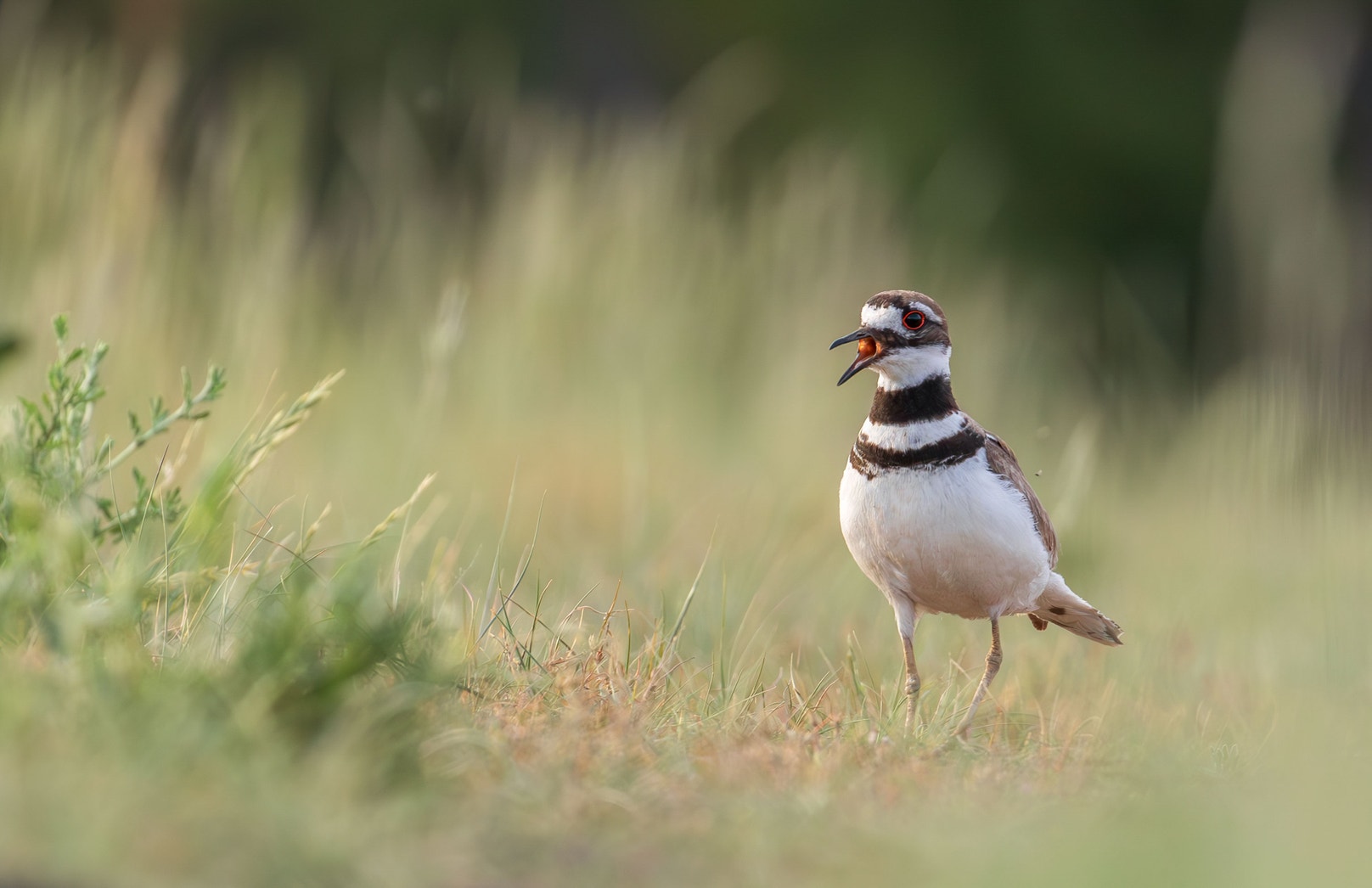 Killdeer Range 10 Fun Facts About the Killdeer | Audubon