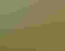 A woman in a magenta jumpsuit stands next to a tree in a lush wetland.