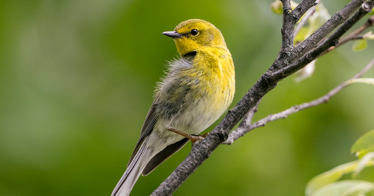 Audubon At Climate Week Nyc Audubon