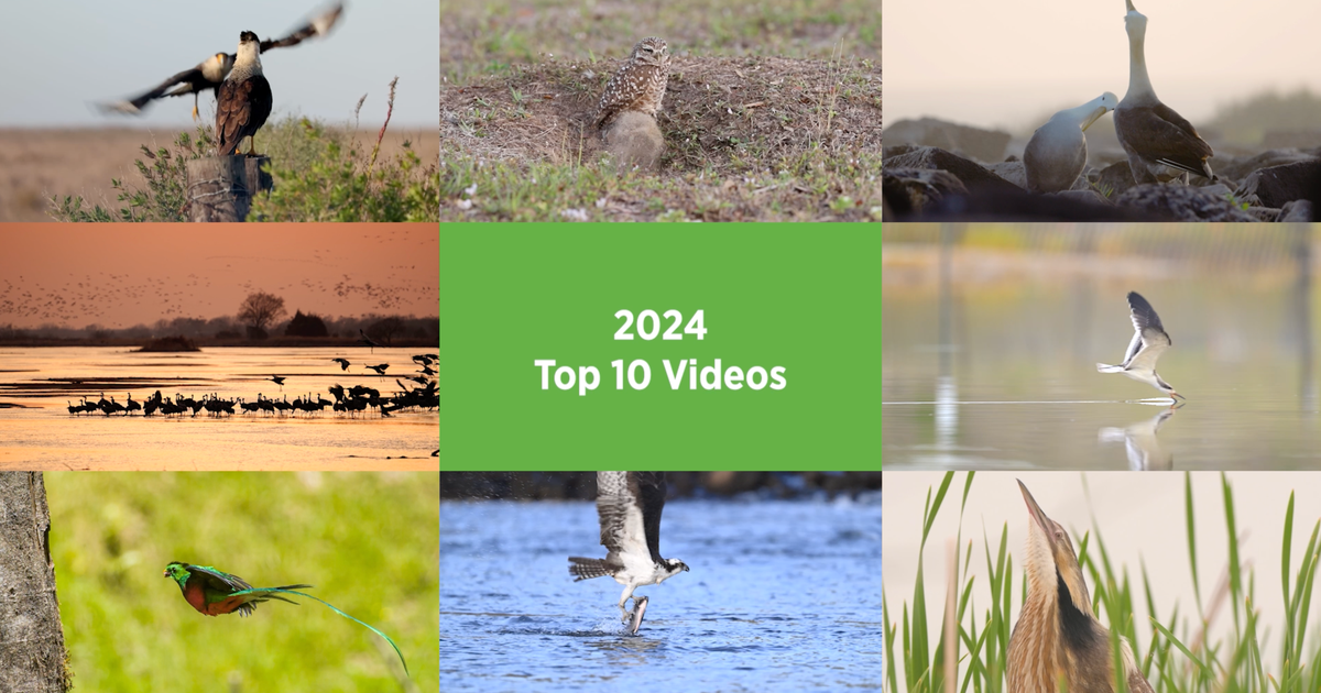 Our 10 Favorite Videos From the 2024 Audubon Photo Awards Audubon Our 10 Favorite Videos From the 2024 Audubon Photo Awards Audubon