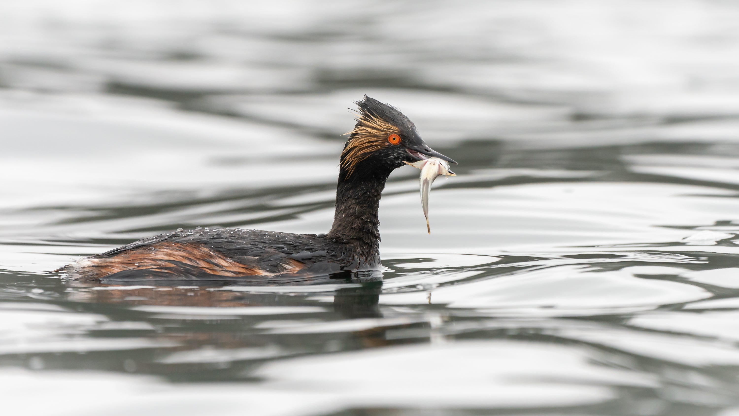 Eared Grebe in water with fish in beak