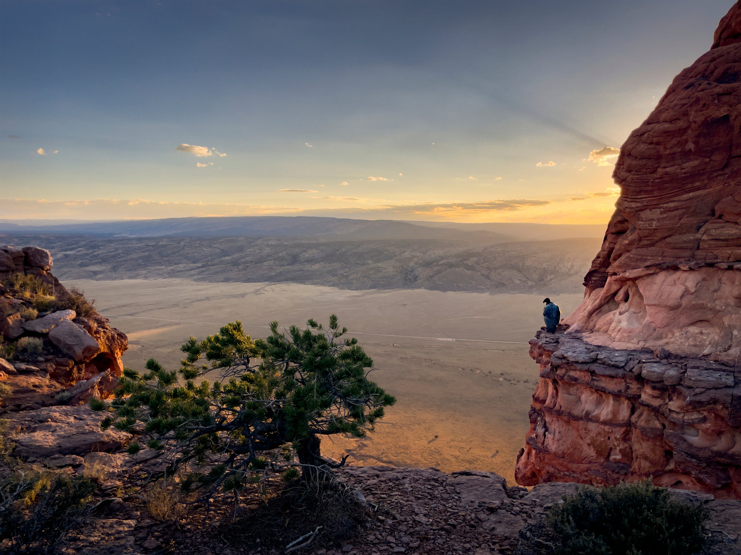 Milagra, Condor 1221, perches on a rocky cliffside overlooking a valley during sunset. 