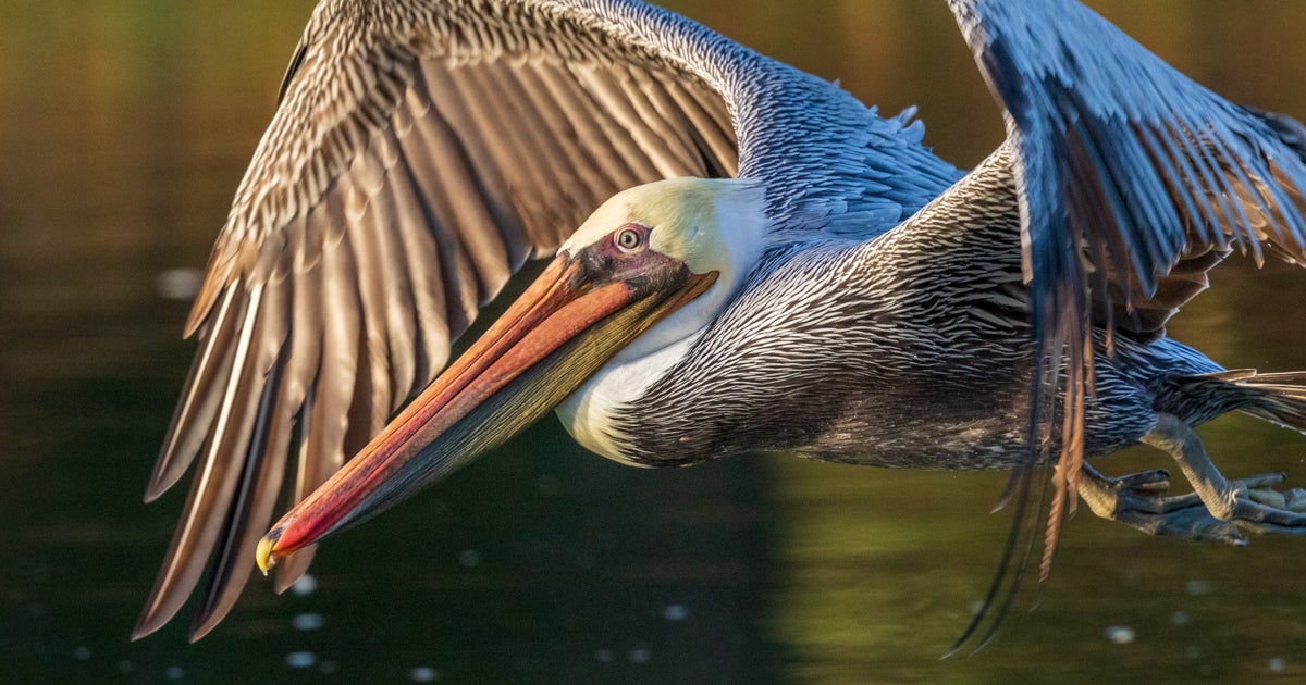 Celebrating 52 Years of the Clean Water Act Audubon
