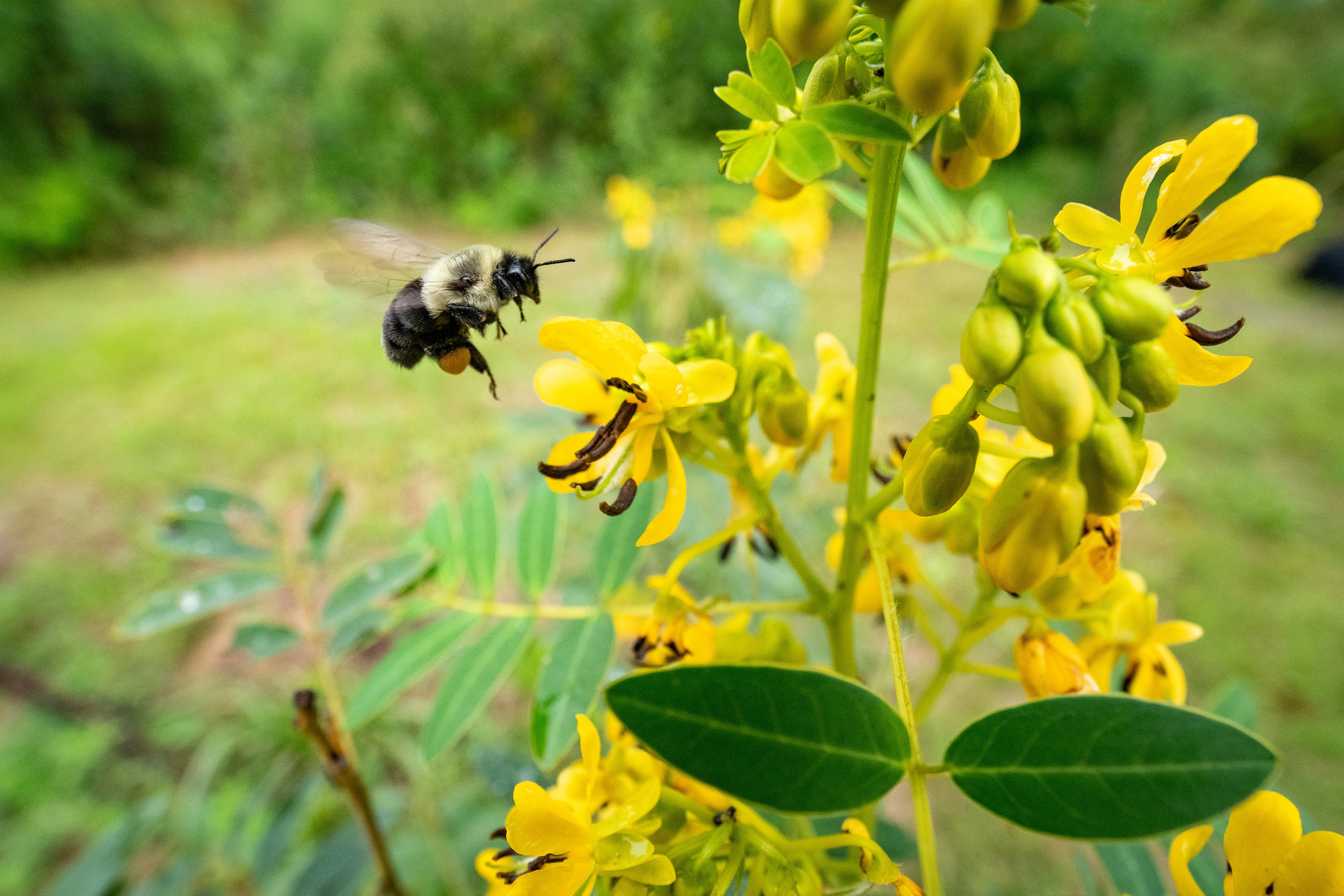 Bee Behind Behind the Scenes at the Federal Bee Lab Powered by Native Plants | Audubon