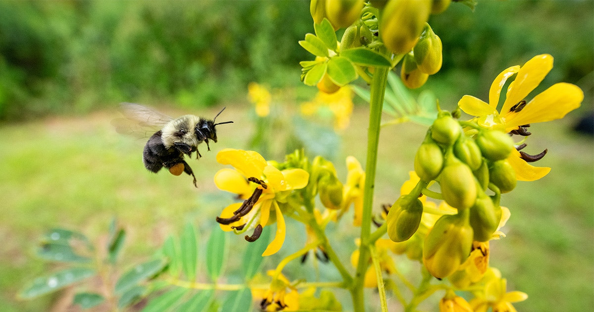 Behind the Scenes at the Federal Bee Lab Powered by Native Plants | 探花精选