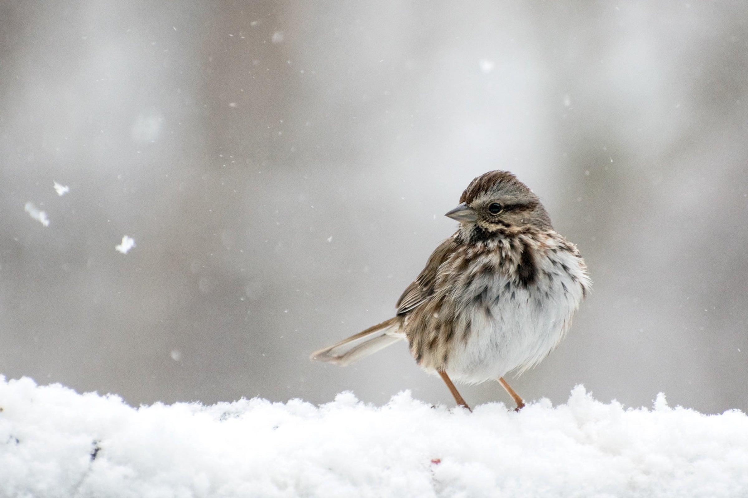 Song Sparrow