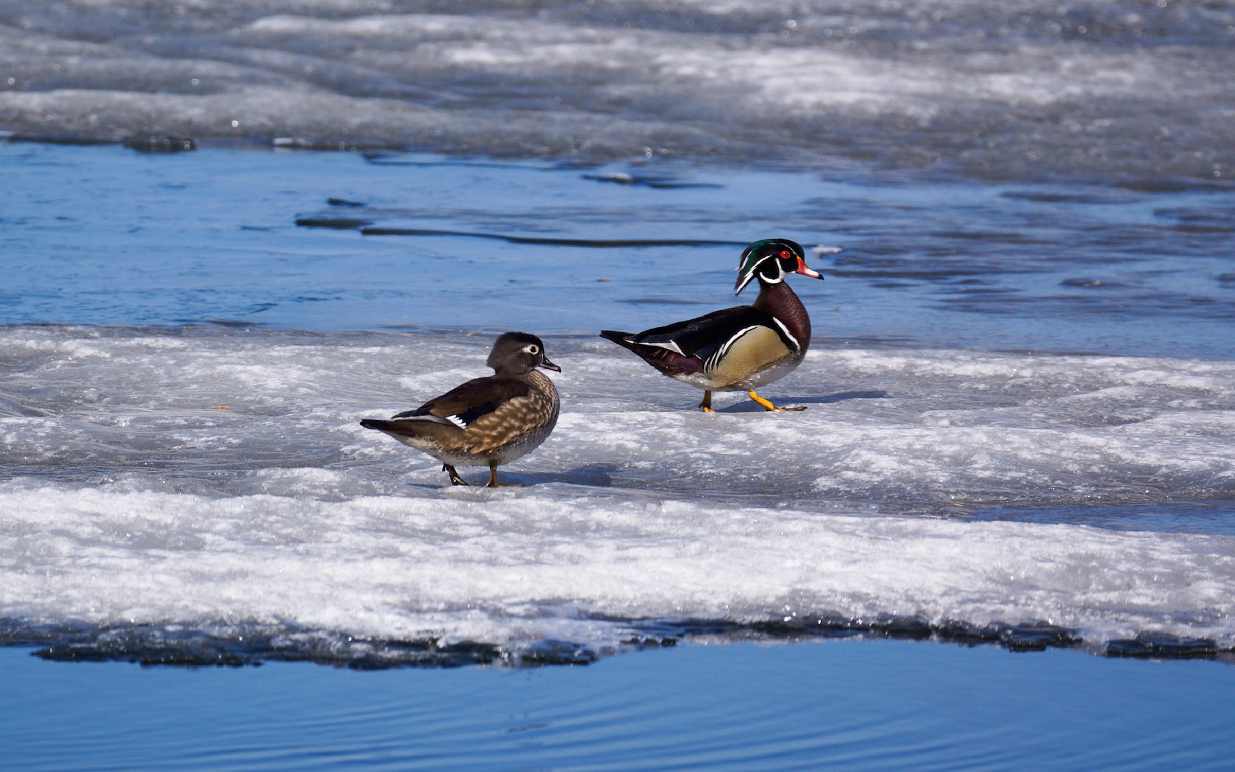 Wood Ducks