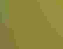 A greenish yellow bird stands on a leafy branch and eats a dark purple berry