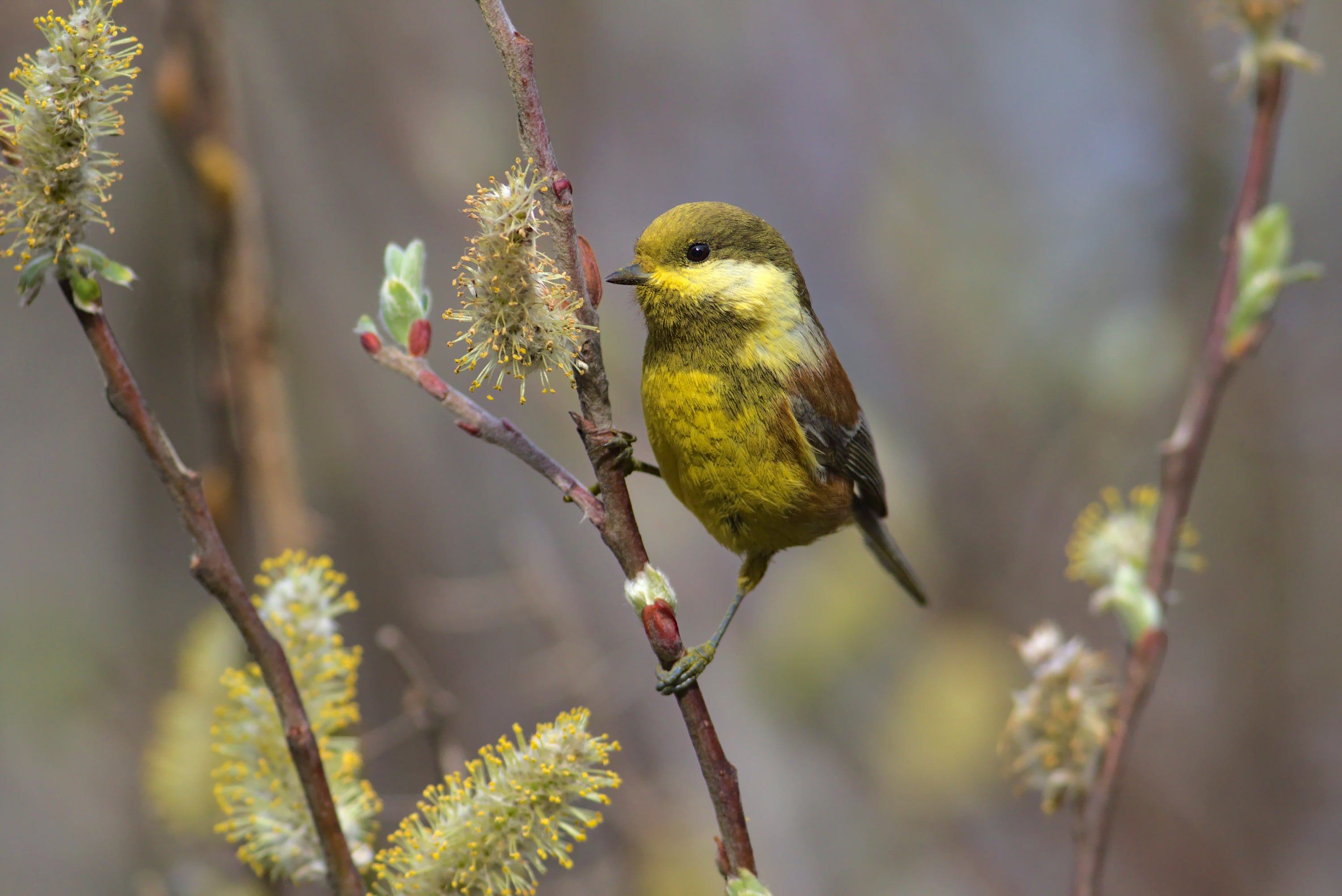 A chickadee covered in bright yellow pollen dust perches on a branch.
