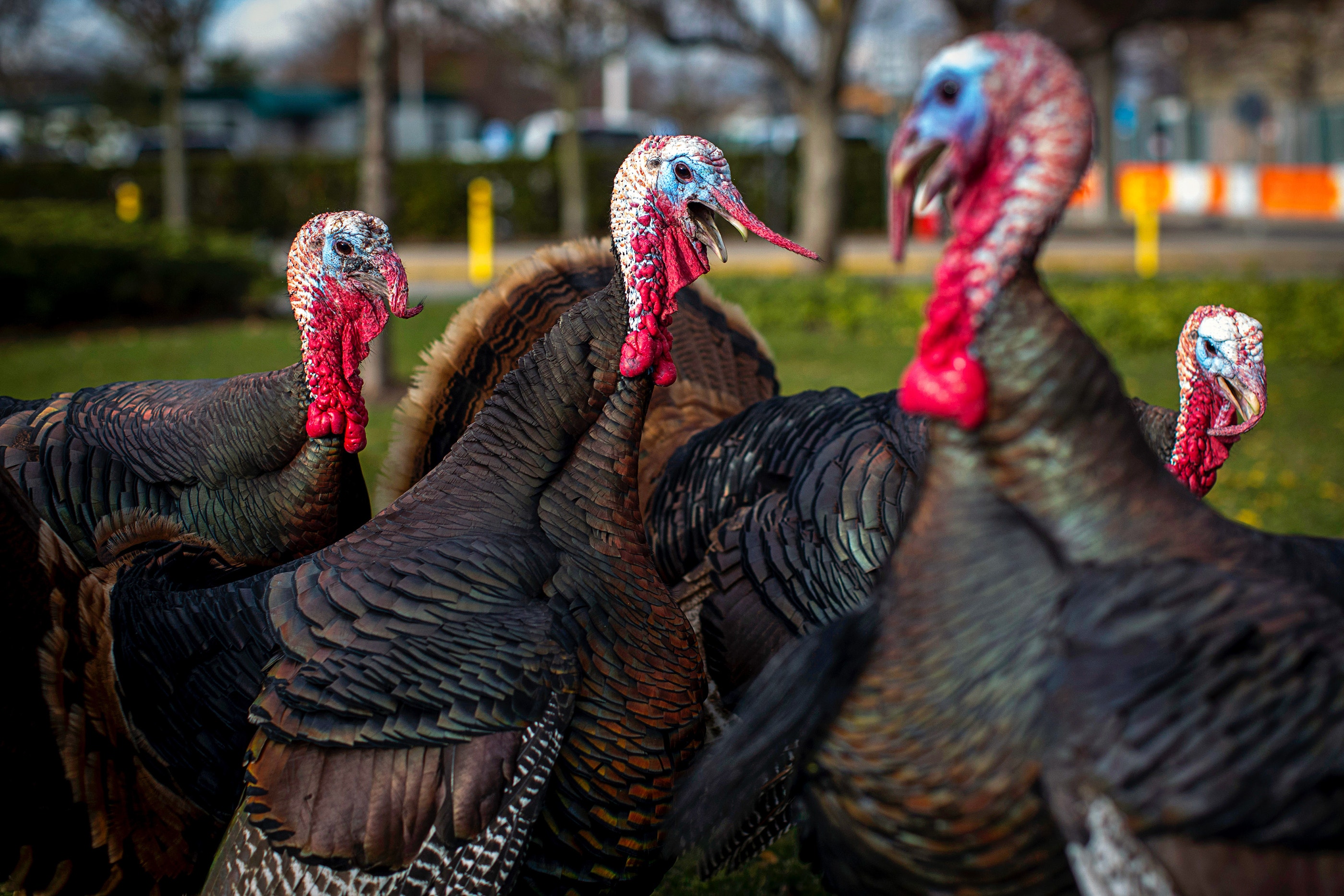 11 Turkeys When Wild Turkeys Attack: How to Survive and Thrive In a Great Gobbler ...
