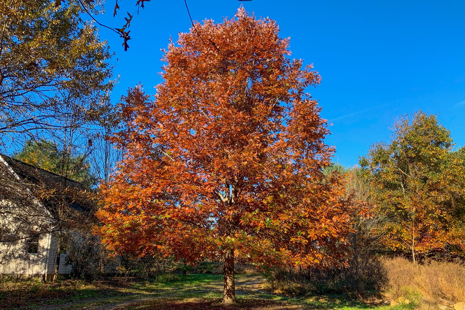 Eastern Trees Why Wildlife Groups and Whiskey Makers Are Rallying to Save This Vital ...