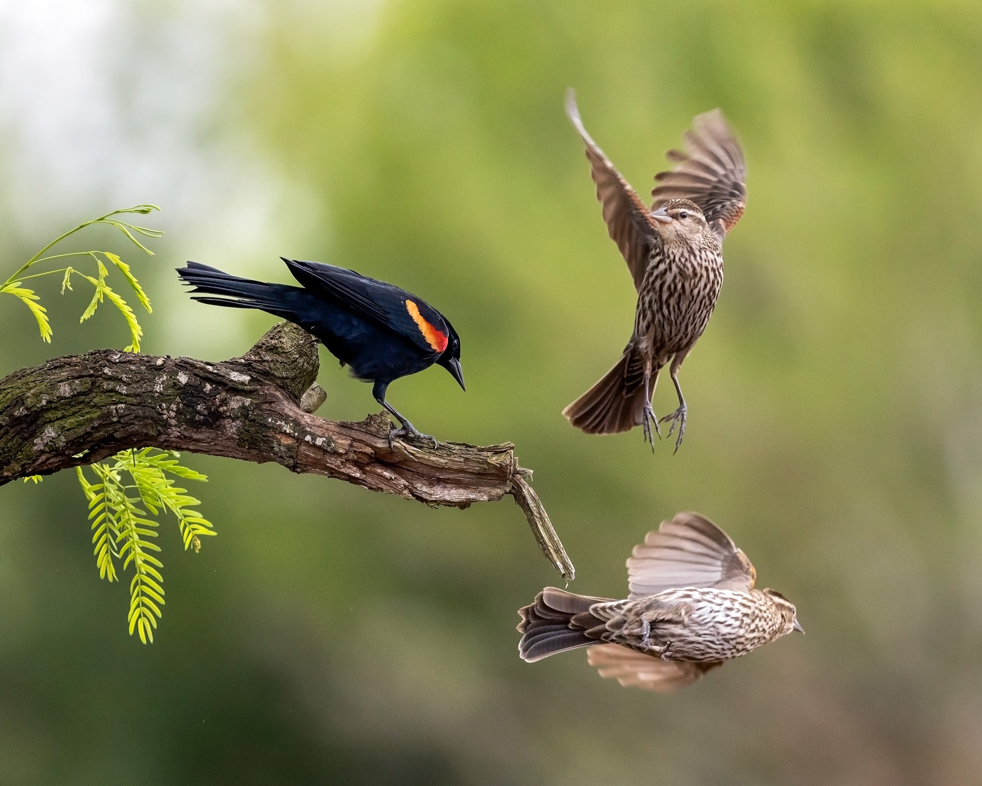 Two female blackbirds in flight next to a male perched on a branch.