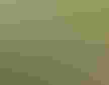 Two female blackbirds in flight next to a male perched on a branch.