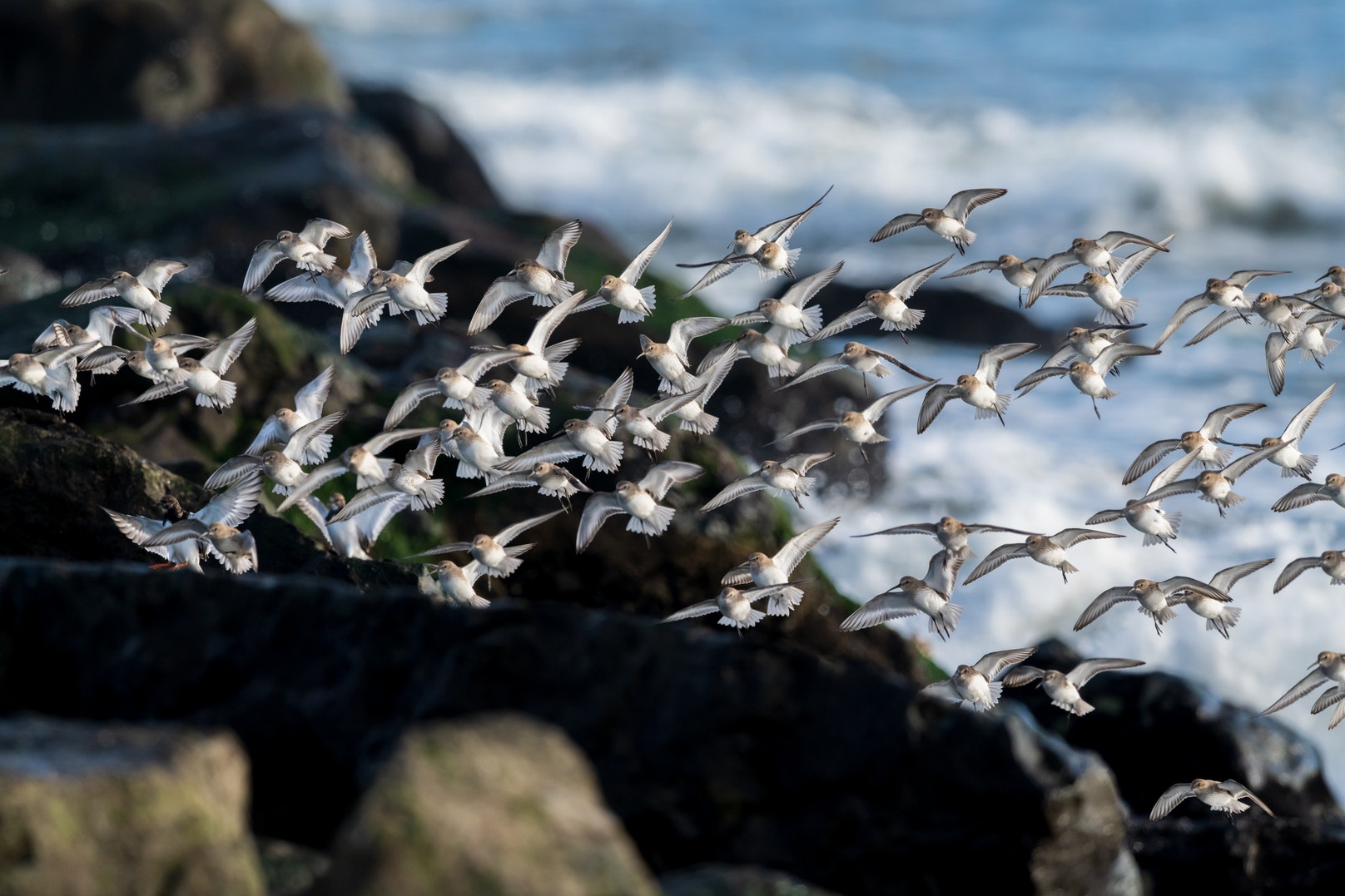 Audubon Report Offers Solutions for Offshore Wind Development for Birds ...