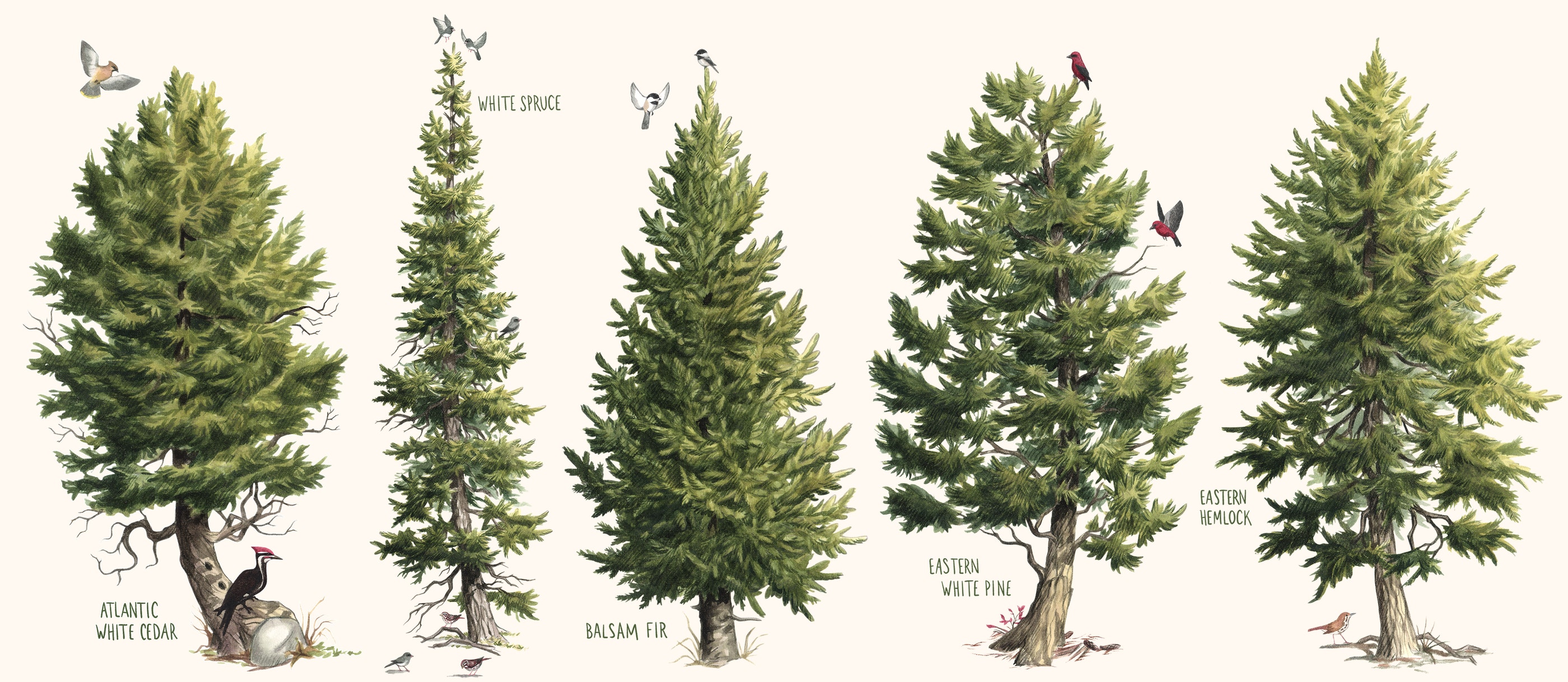 Conifer Examples Types Of Conifers