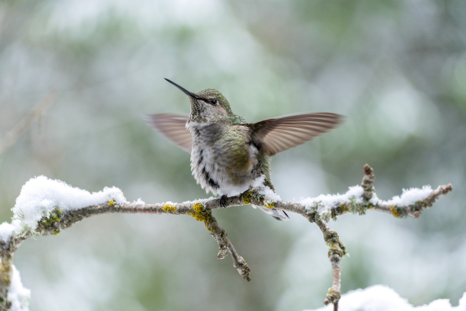 Hummingbird Migrate Where Do Hummingbirds Go in the Winter? Do They Migrate? | Audubon