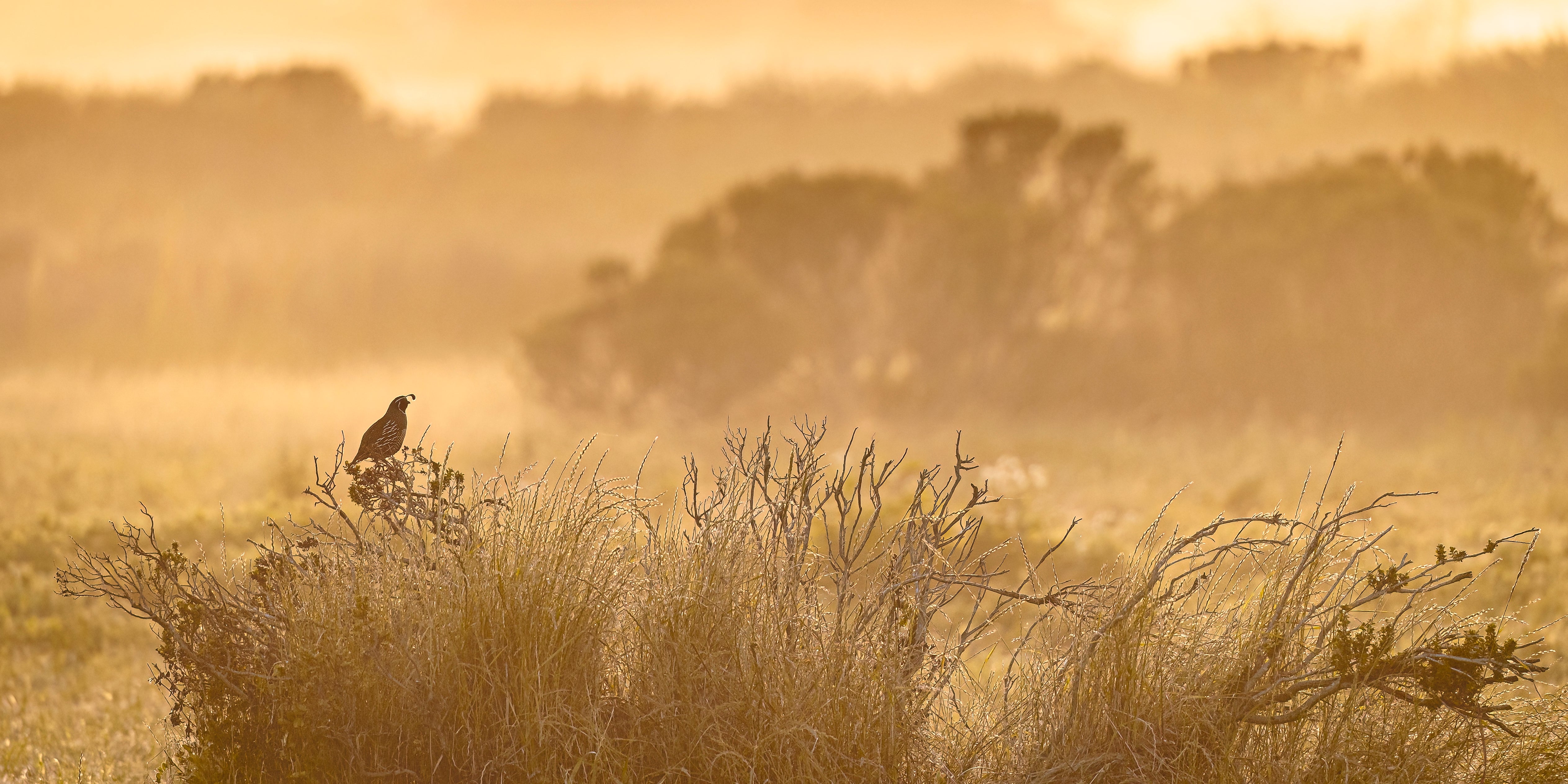 A California Quail perches on top of a small bush in a field. One row of bushes and trees in the foreground is in focus, along with the quail, while other bushes are out of focus or blurred. The scene is a muted brown and orange, with layers of light and 
