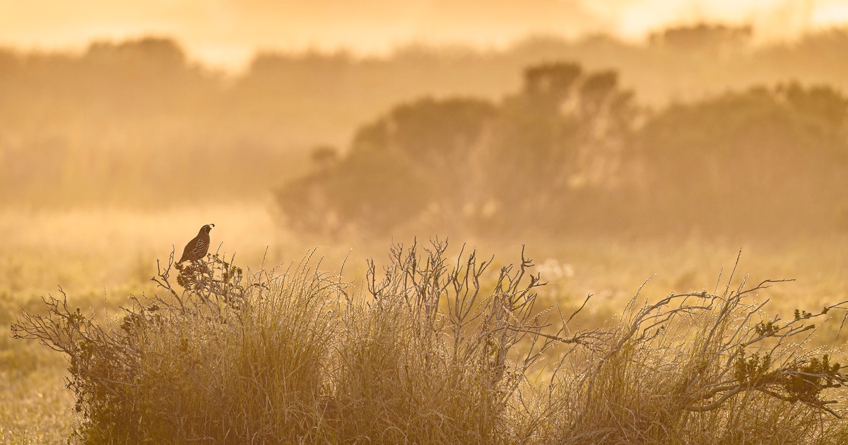 Audubon’s Guide to Ethical Bird Photography and Videography