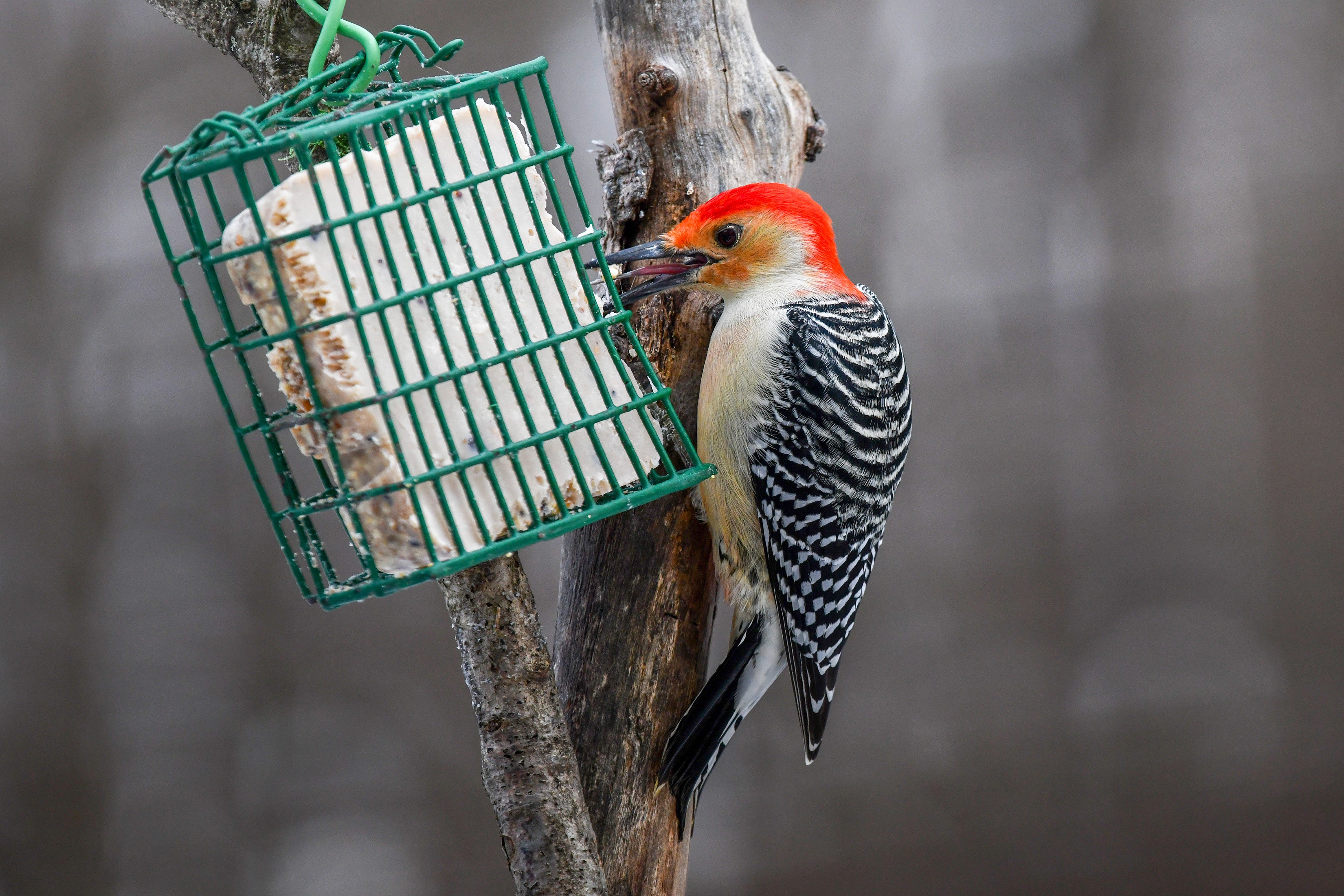 A Red-bellied Woodpecker perched on a thin tree uses its tongue to eat from a green cage suet feeder.