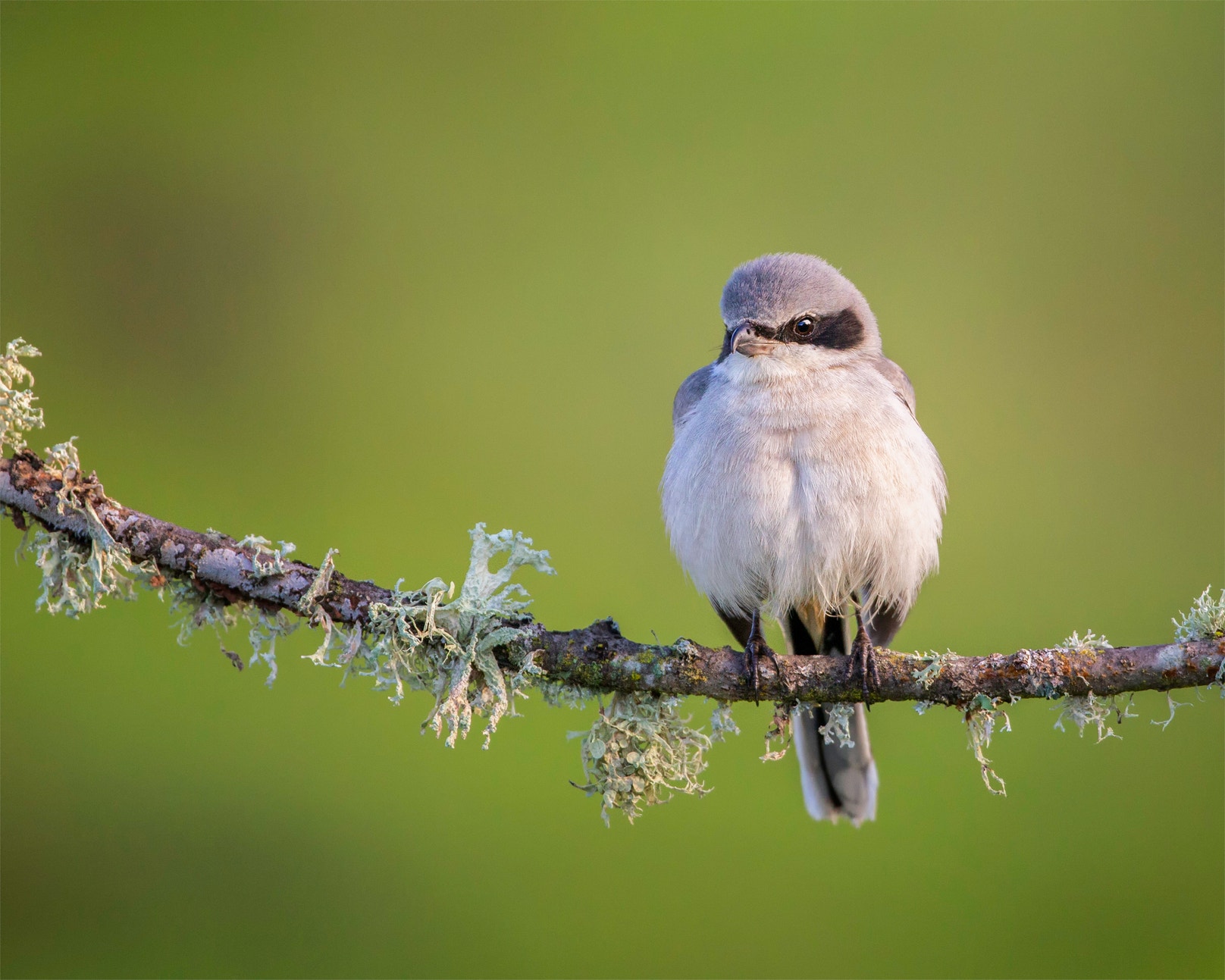 Paicines Ranch Deemed Bird Paradise by Audubon Bird-Friendly Land ...
