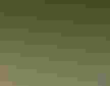 A bird flying with rocks and grass in the background