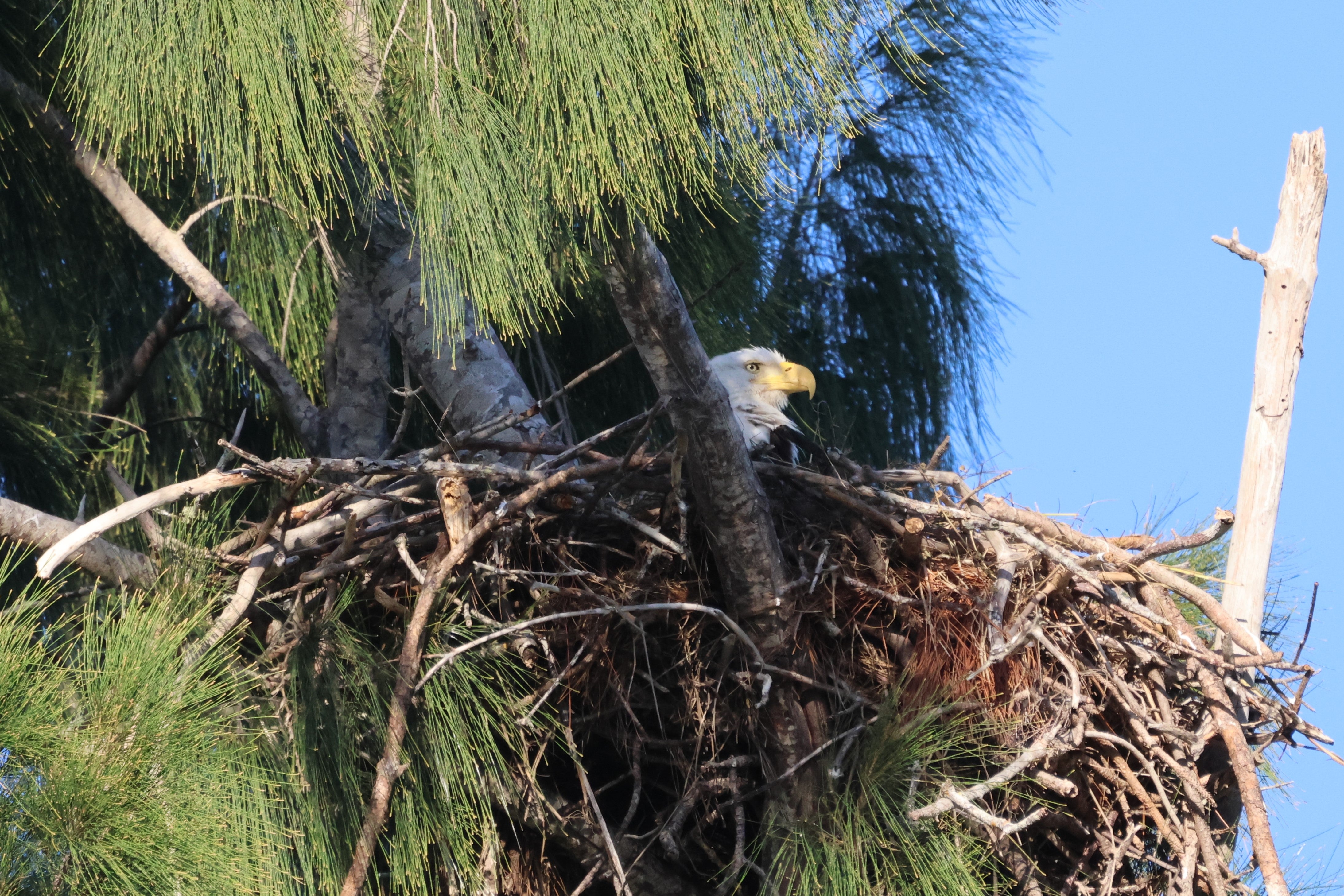 A Bald Eagle in a nest.