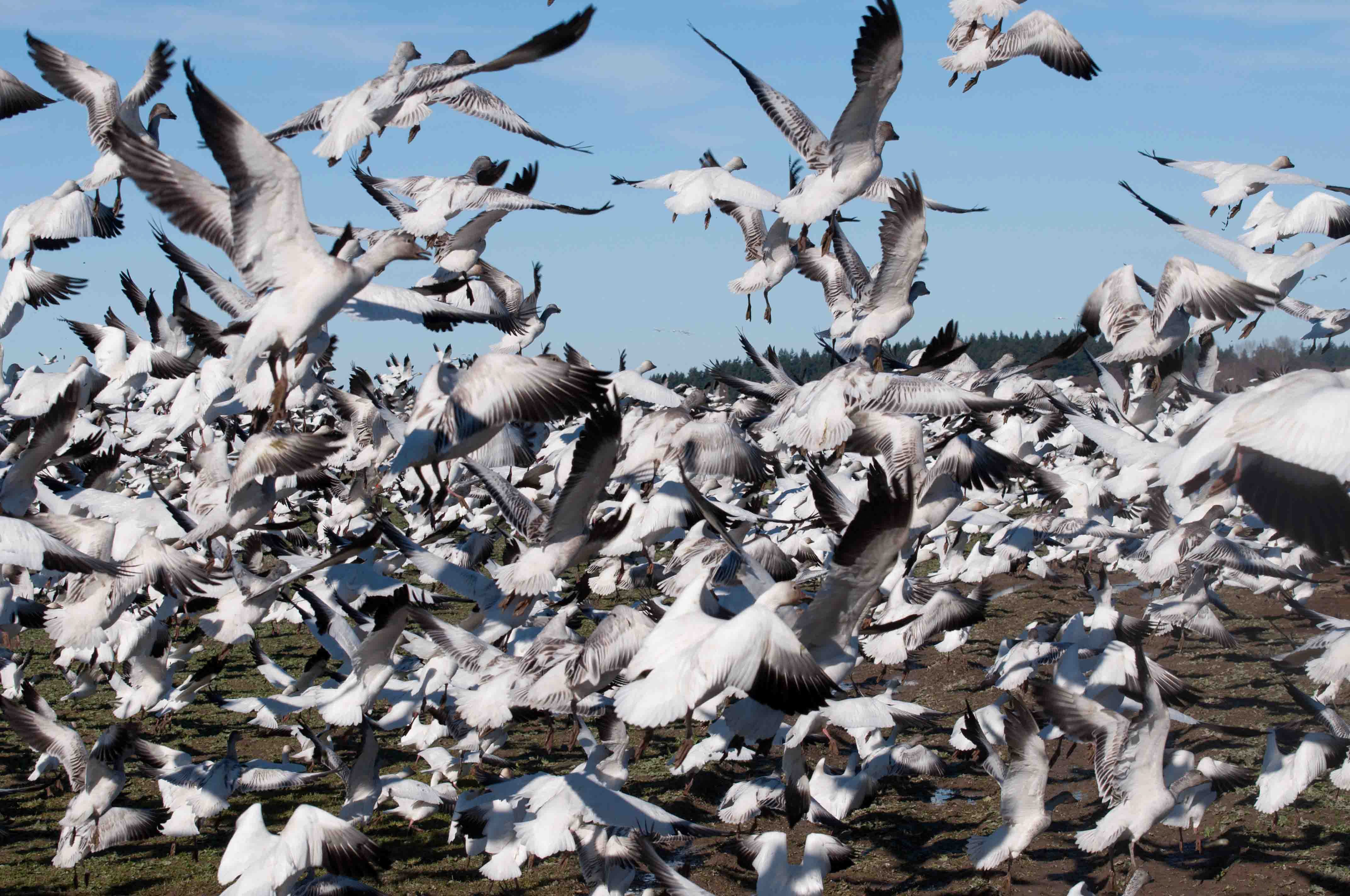 Many white geese with black wingtips are just taking off from the ground