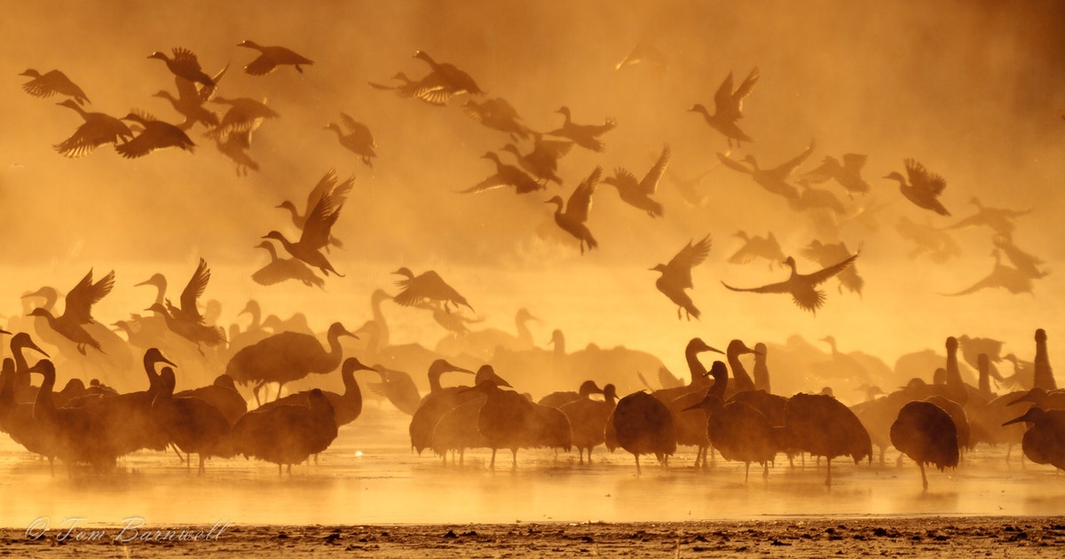ca.audubon.org